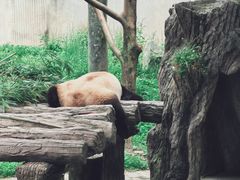 -卧龙中华大熊猫苑神树坪基地
