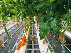 -兰陵国家农业公园