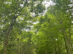 -上海海湾国家森林公园