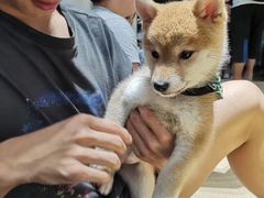 -逗柴咖啡屋·狗咖猫咖宠物桌游