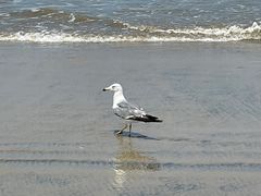 -烟台金沙滩海滨公园