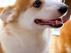 -美美酱宠物(外运路小区店)