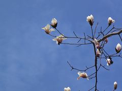 -上海市龙华烈士陵园