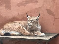 -青藏高原野生动物园