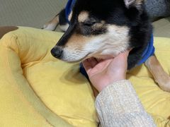-逗柴咖啡屋·狗咖猫咖宠物桌游