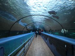 -悉尼海洋生物水族馆