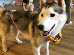 -Husky Go! 哈士奇体验馆·宠物咖啡厅狗咖