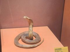 -天津自然博物馆