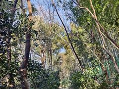 -上海佘山国家森林公园西佘山园