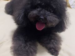 -comecome来吧宠物(奥克斯中心店)