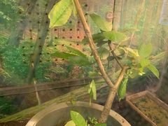 -上海大自然野生昆虫馆(东方明珠·爬宠昆虫探索中心)