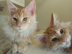-十年猫舍·猫咪专门店(普陀店)