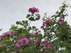 -白鹭湾湿地公园