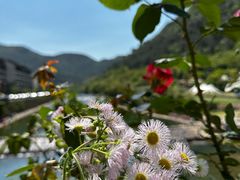-芦茨金富饭庄·25年老字号·专做稻草鸡