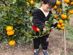 -前小桔亲子创意农场·草莓采摘·露营烧烤