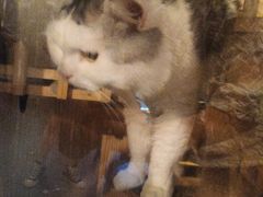 -Mr.Fox狐狸先生超级密室(南山店)