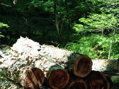 -五营红松林海景区