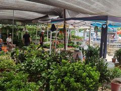 -中环花鸟鱼虫市场