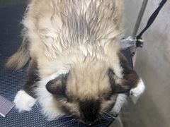 -PETKIT小佩宠物·低压洗护(国顺东路店)