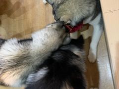 -Husky Go! 哈士奇体验馆·宠物咖啡厅狗咖