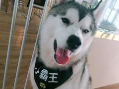 -Husky Go! 哈士奇体验馆·宠物咖啡厅狗咖