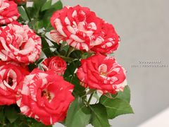 -Manner Coffee(深圳福田大中华店)