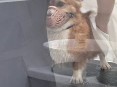 -comecome来吧宠物(奥克斯中心店)