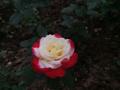 -东莞植物园