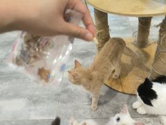 -楼上猫咖(罗湖店)