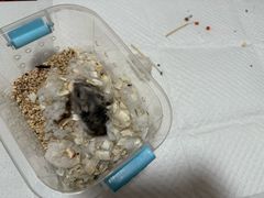 -瑞派·关忠动物医院·异宠专科·犬猫肿瘤·皮肤专科(望京店)