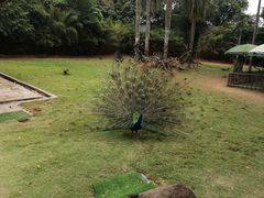-深圳野生动物园