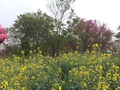 -天适樱花悠乐园