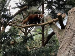聪明的小熊猫-河川生态园
