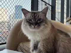 -怪兽屋·羊驼·猫咖·狗咖(俊华广场店)