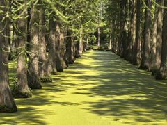 -渌洋湖湿地公园
