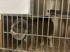 -瑞派康怡24h宠物医院·犬猫医疗中心·微创绝育(瑞景分院)