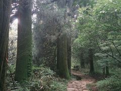 -天目山大树王景区