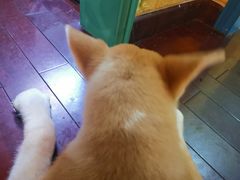-喜柴咖啡·柴犬狗咖