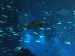 -海棠湾洲际-涛·海底餐厅·美人鱼·自助餐·海底隧道