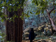 -天目山大树王景区
