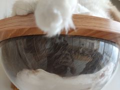 -Catmate·猫肥家润(金润铂宫店)