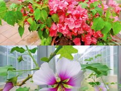 -北京植物园-展览温室