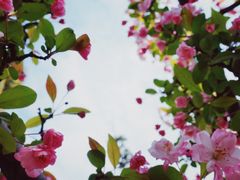 -秀丽东方