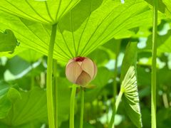 -陈家山荷花公园