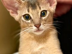 -欣宠猫屋·矮脚拿破仑·蓝金金渐层