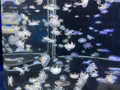 -太平洋海底世界