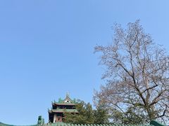 -桂湖森林公园