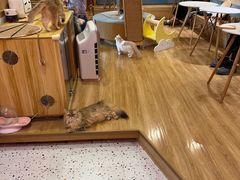 -滚猫咖啡·猫咖·猫友好撸猫(未来城店)