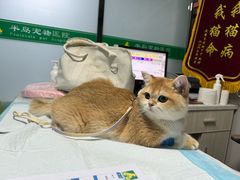-半岛宠物医院24小时(科华中路店)