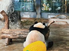 -海南热带野生动植物园